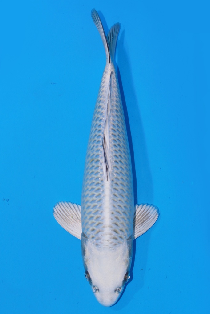 349099 35cm 尾形产 银狐 当才 雄性