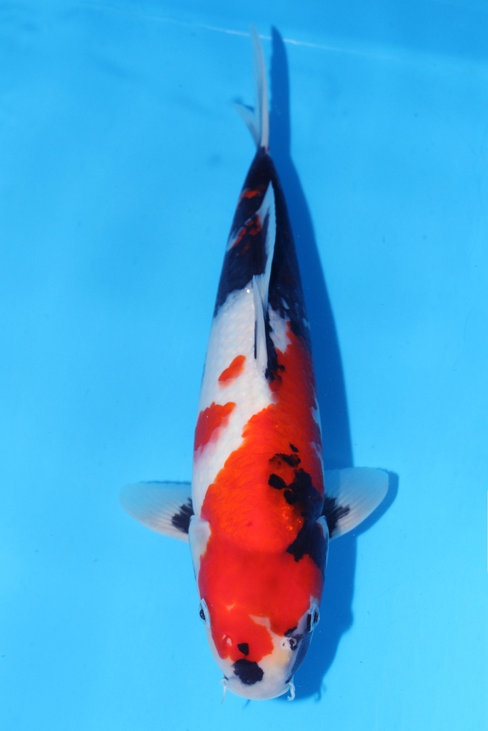 349001 70cm 丸堂产 红白 雌性 (副本) (副本)