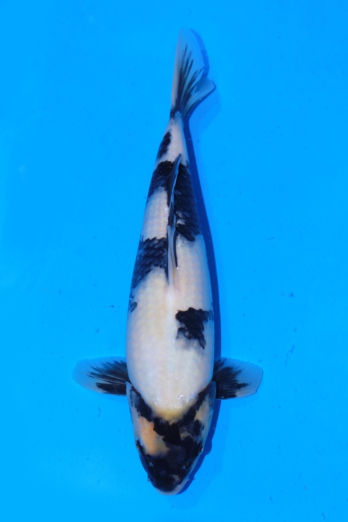 349085 36cm 尾形产 白泻 当才 雄性