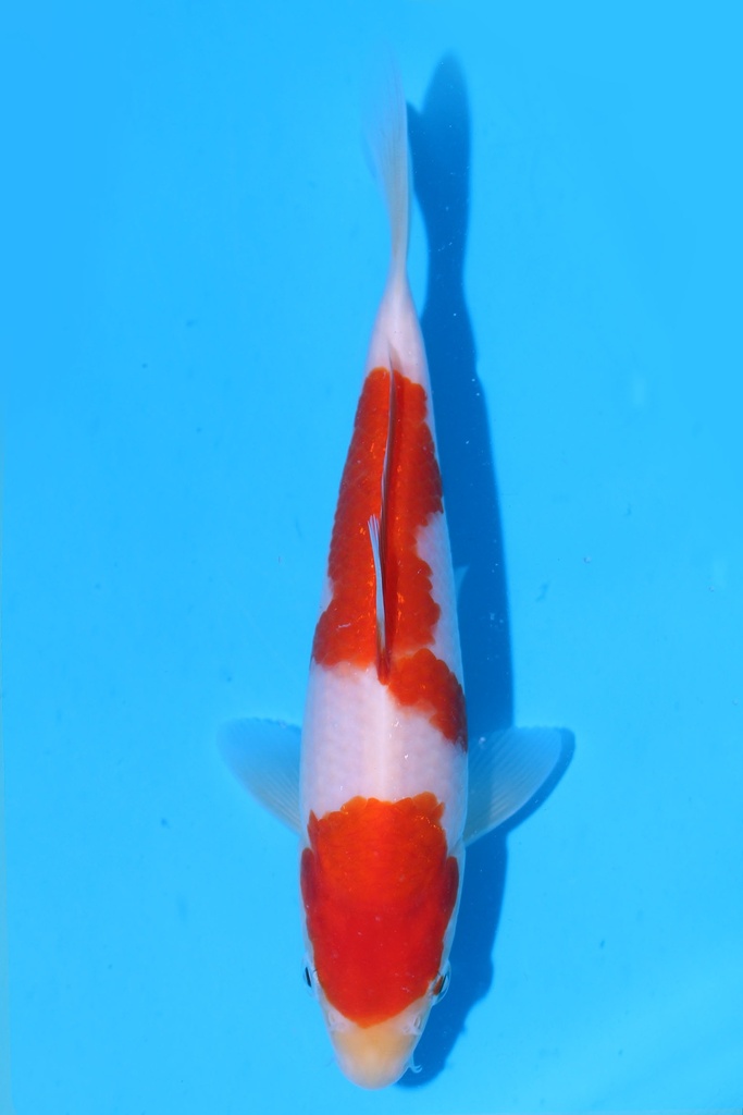 349095 21cm 阪井产 红白 当才 公母不明