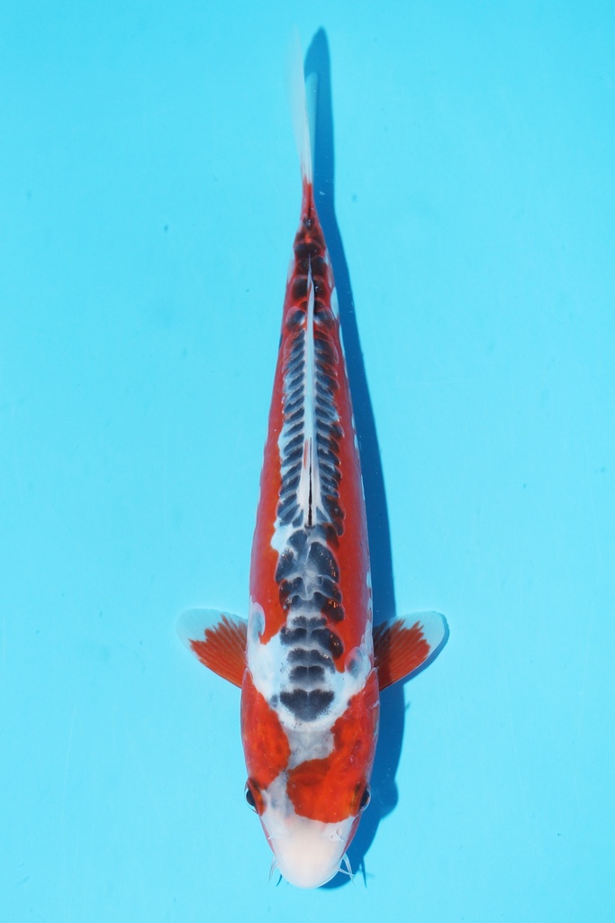 349082 26cm 田中产 秋翠 当才 公母不明