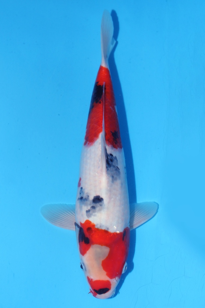 349088 37cm 伊佐产 昭和 当才 雄性