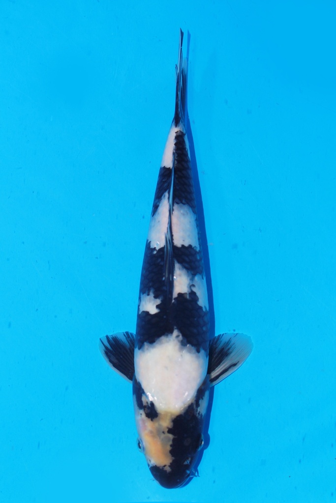 349077 38cm 尾形产 白泻 当才 雄性