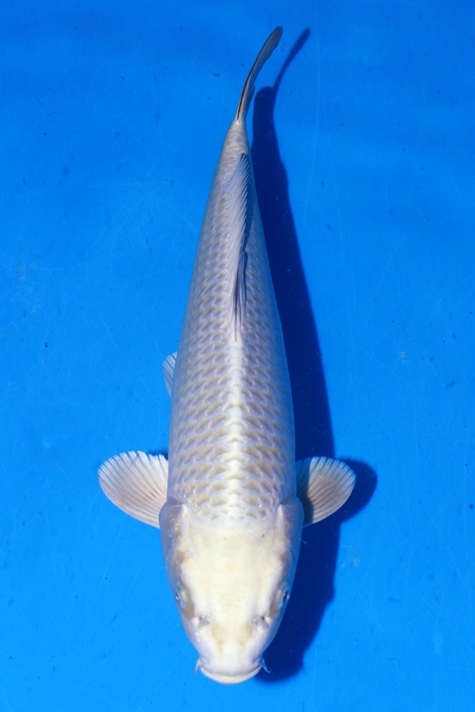 349075 39cm 尾形产 银狐 当才 雌性