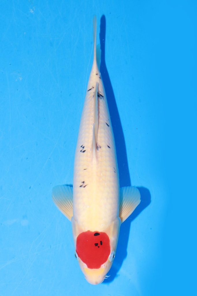 349068 42cm 阪井产 丹顶三色 当才 雄性