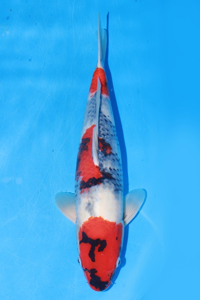 349059 40cm 伊佐产 昭和 当才 雄性