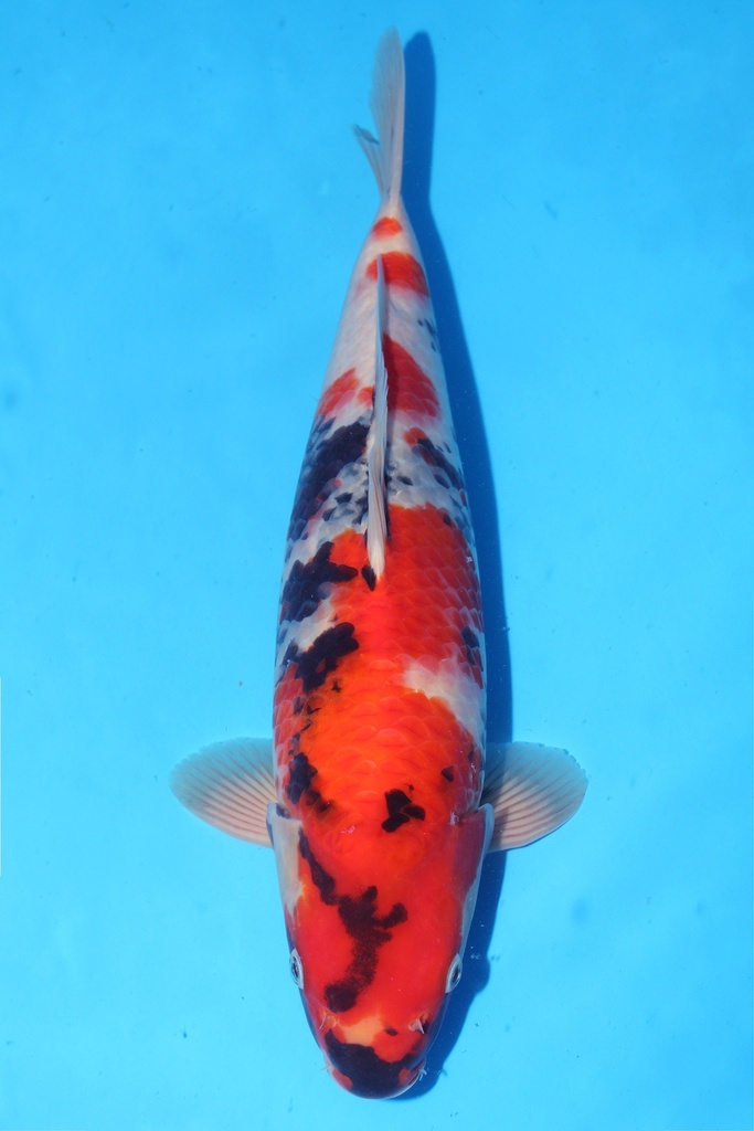 349001 70cm 丸堂产 红白 雌性 (副本) (副本) (副本) (副本) (副本) (副本) (副本) (副本) (副本) (副本) (副本) (副本) (副本) (副本) (副本) (副本) (副本) (副本)