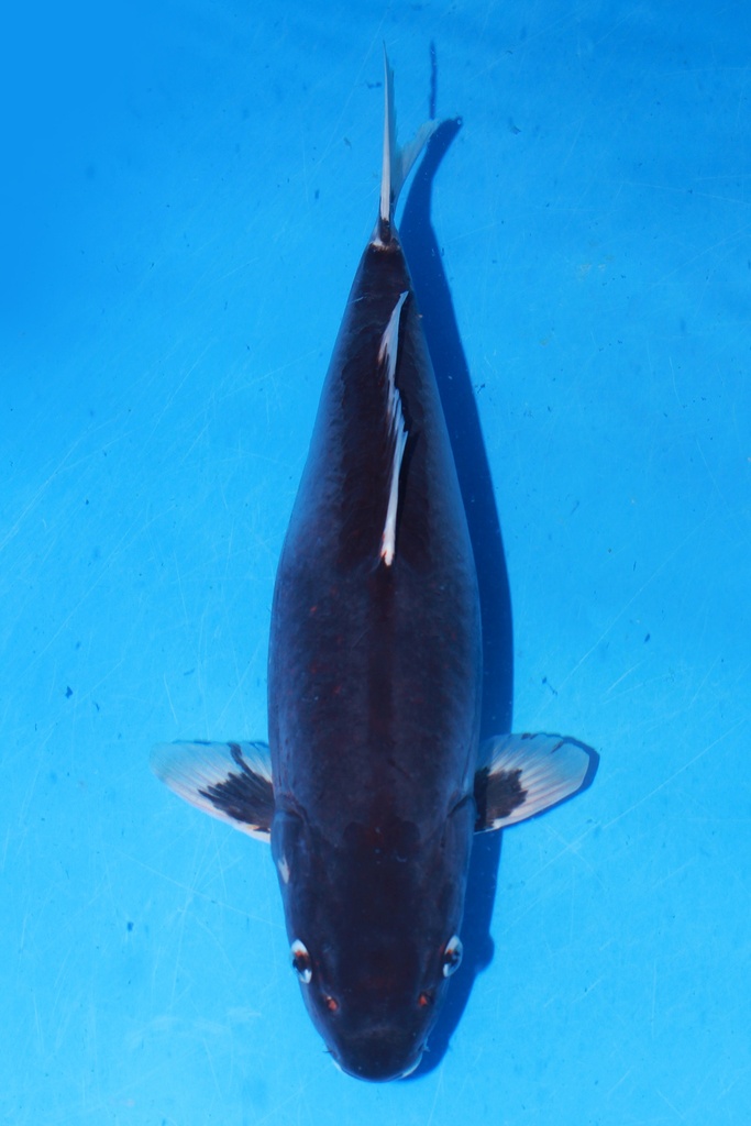 349057 44cm 山重产 九纹龙 二才 雌性