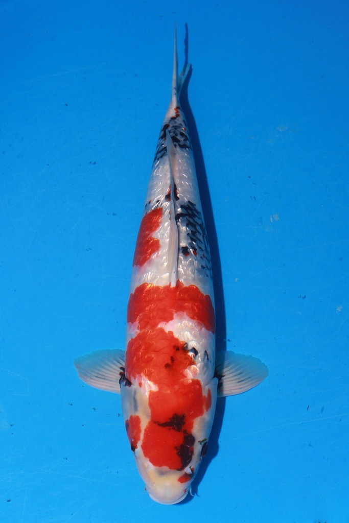 349001 70cm 丸堂产 红白 雌性 (副本) (副本) (副本) (副本) (副本) (副本) (副本) (副本) (副本) (副本) (副本) (副本) (副本) (副本) (副本)