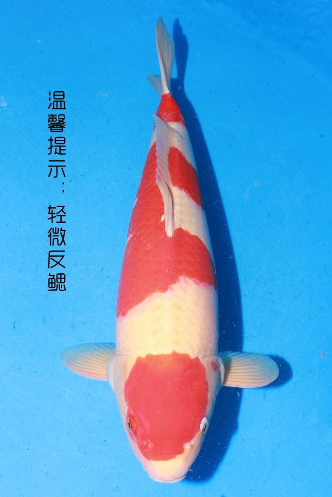 349001 70cm 丸堂产 红白 雌性 (副本) (副本)