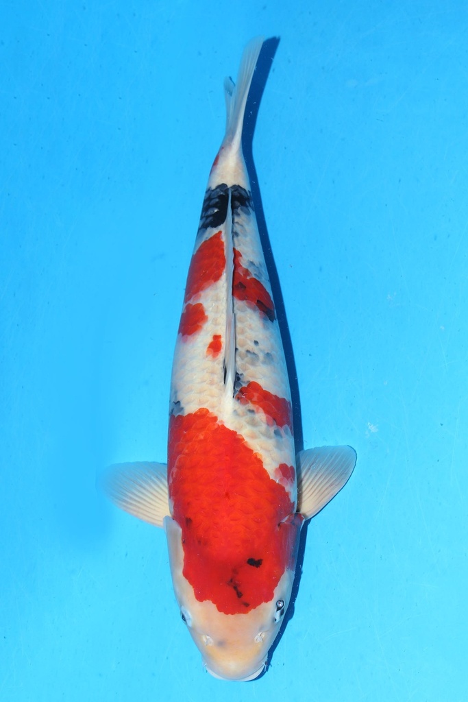 349032 62cm 大日产 昭和 二才 雌性