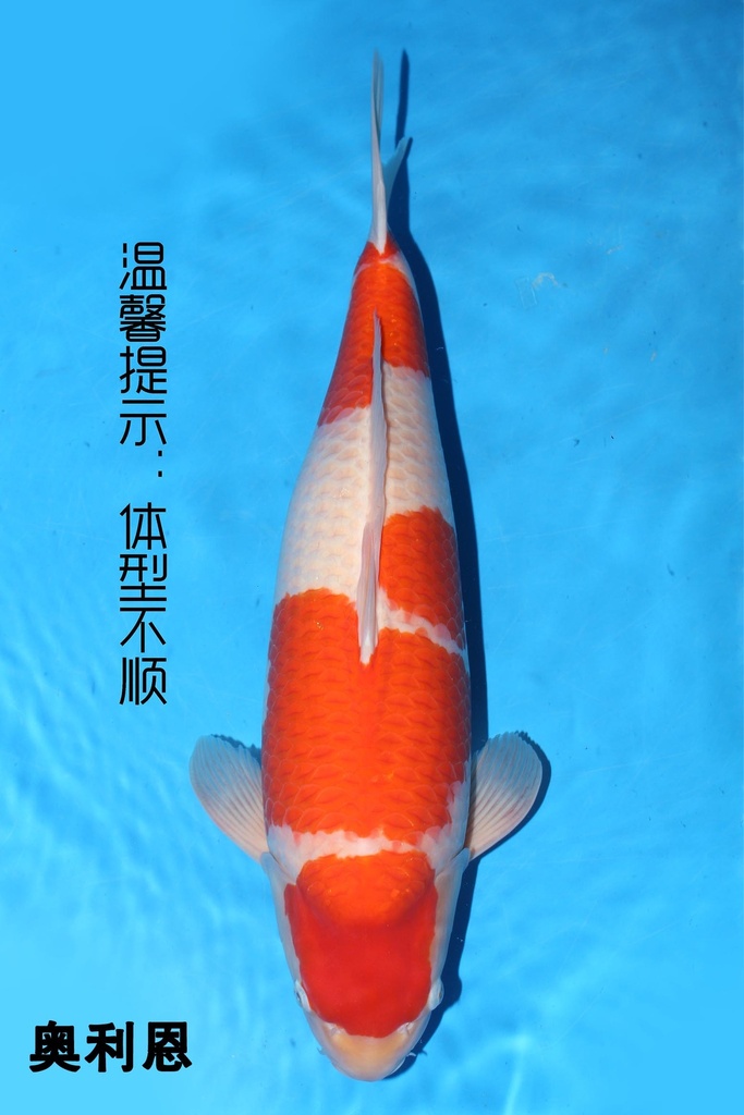 349001 70cm 丸堂产 红白 雌性 (副本) (副本) (副本) (副本) (副本) (副本) (副本) (副本)