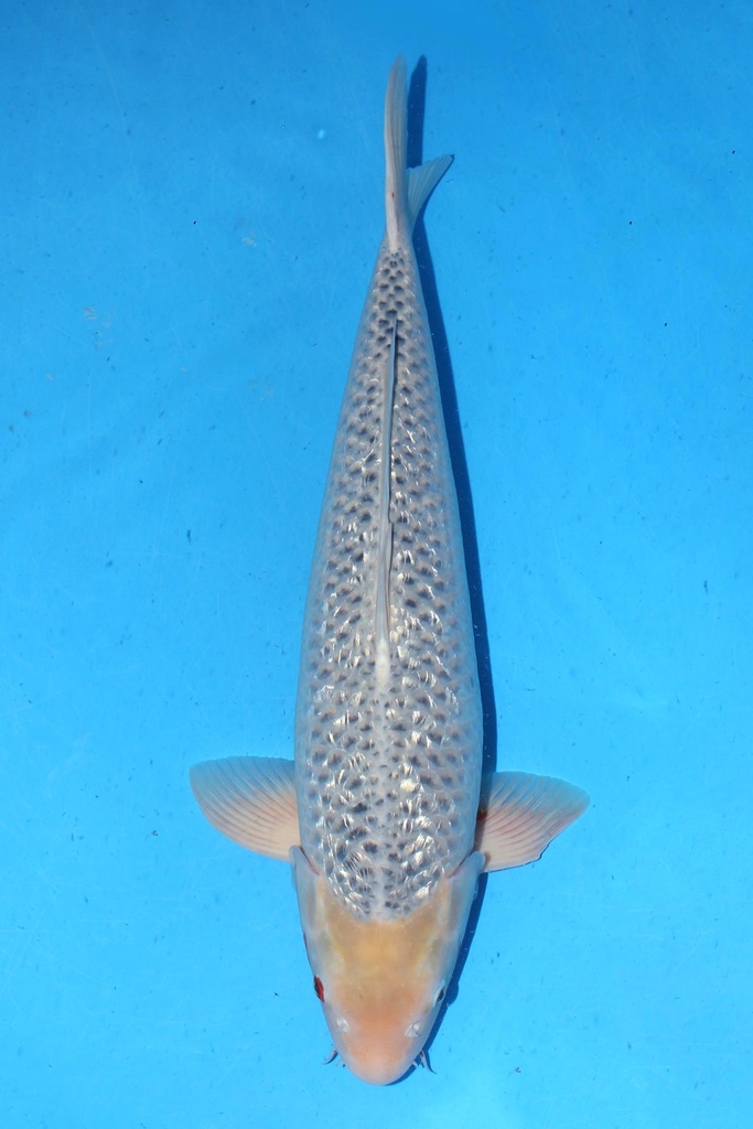 349001 70cm 丸堂产 红白 雌性 (副本) (副本) (副本) (副本) (副本) (副本) (副本) (副本) (副本) (副本) (副本) (副本)