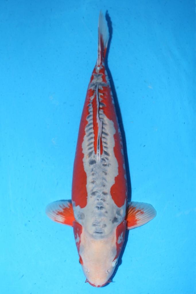 349027 71cm 尾形产 秋翠 三才 雌性