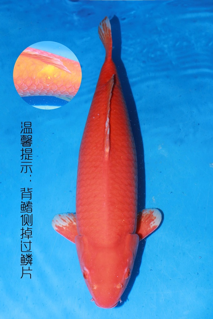 349025 74cm 尾形产 火鲤 三才 雌性