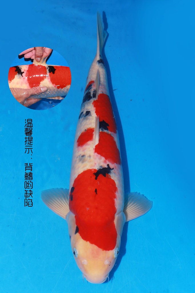 349015 60cm 阪井产 大正 二才 雌性