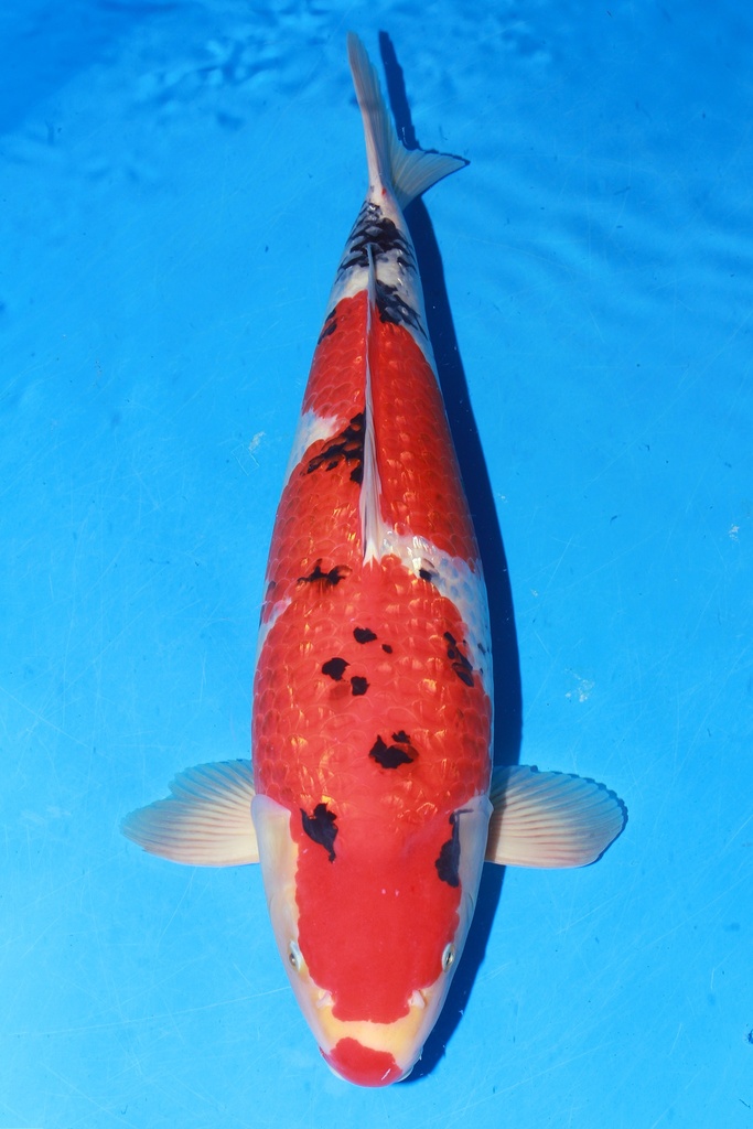 349001 70cm 丸堂产 红白 雌性 (副本) (副本) (副本) (副本) (副本) (副本) (副本) (副本) (副本) (副本) (副本) (副本) (副本) (副本) (副本) (副本) (副本) (副本) (副本) (副本) (副本) (副本) (副本)