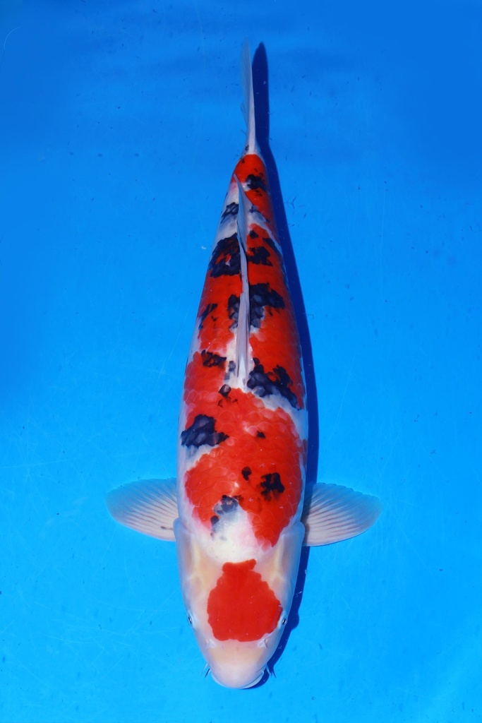 349022 63cm 桃太郎产 大正 二才 雄性