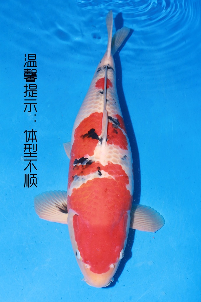 349021 68cm 新阪井产 大正 三才 雌性