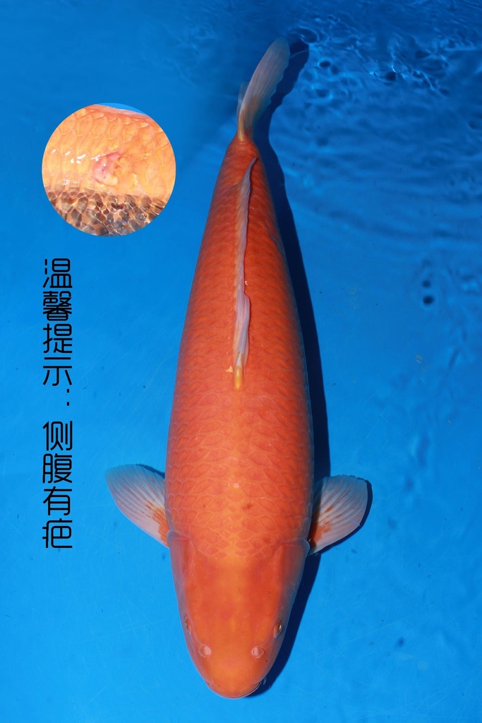 349001 70cm 丸堂产 红白 雌性 (副本) (副本) (副本) (副本) (副本) (副本) (副本) (副本)