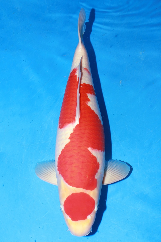 349003 64cm 丸堂产 红白 二才 雌性