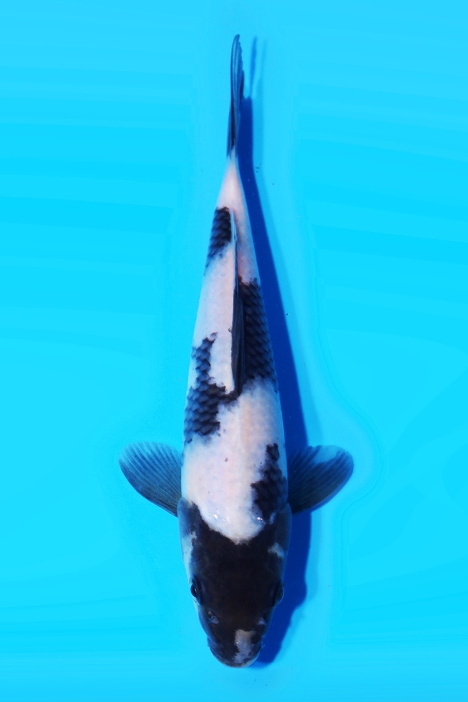 大日产 昭和 当才 20cm 公母不明 339093 (副本)