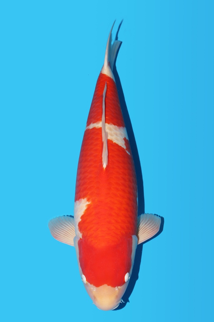 桃太郎产 真子红白 三才 80cm 雌性 340002