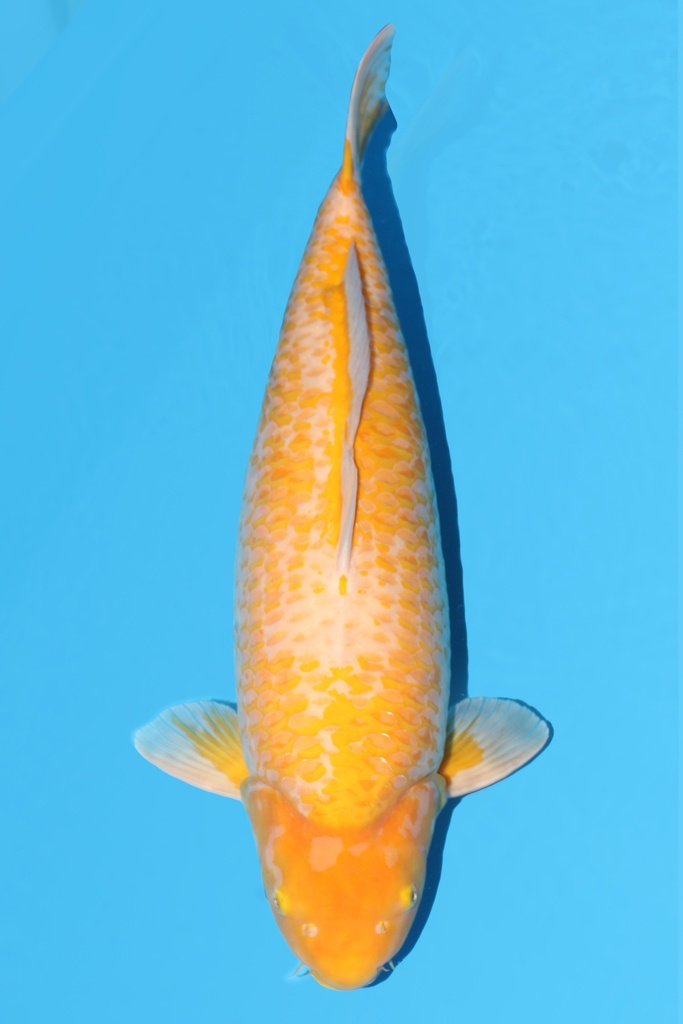 小西产 介子鲤 四才 70cm 雌性 340003