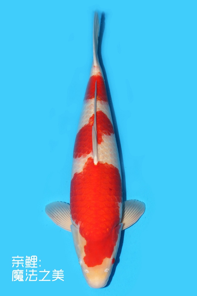 阪井产 红白 三才 70cm 雌性 340004