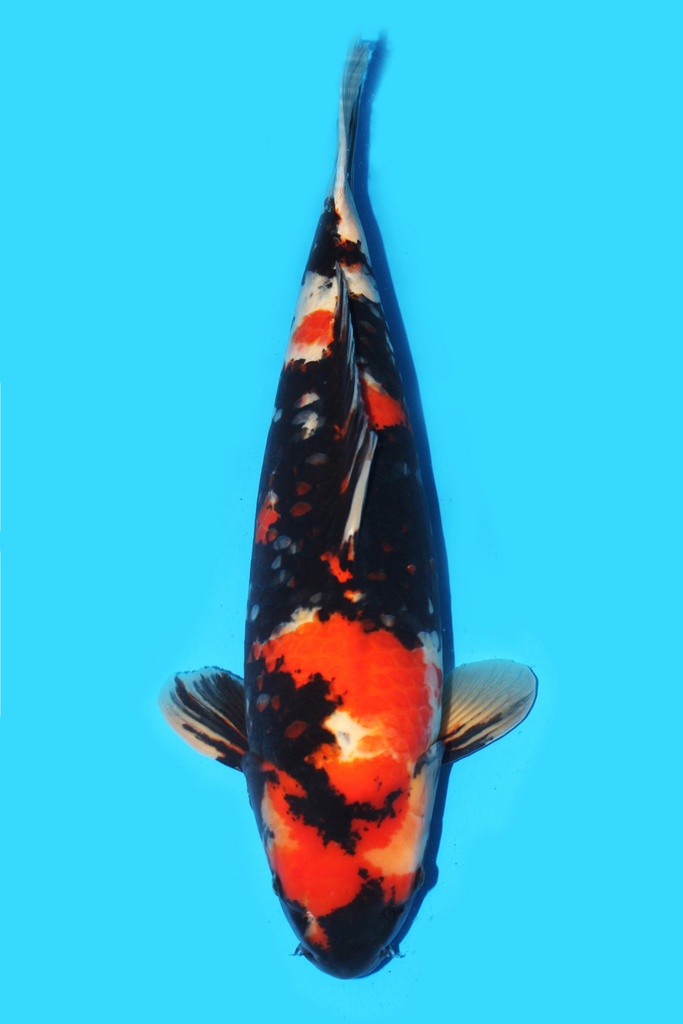 大日产 昭和 三才 66cm 雌性 340024