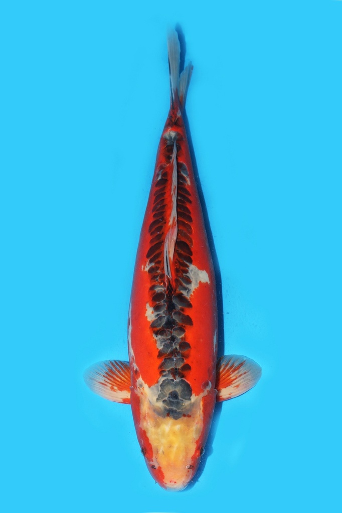 尾形产 秋翠 四才 71cm 雌性 340011