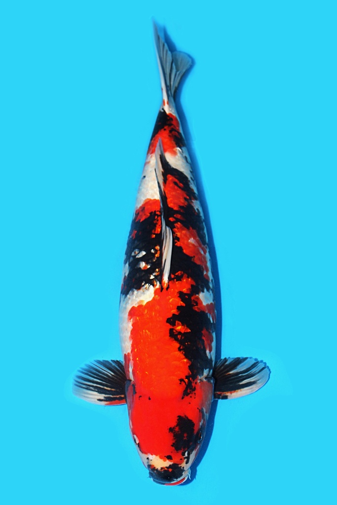 尾形产 银鳞昭和 三才 67cm 雌性 340023