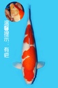 桃太郎产 红白 四才 67cm 雌性 340029