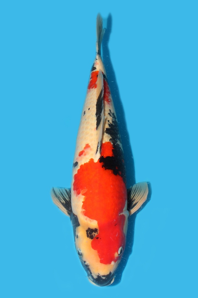 桃太郎产 昭和 三才 57cm 雌性 340052