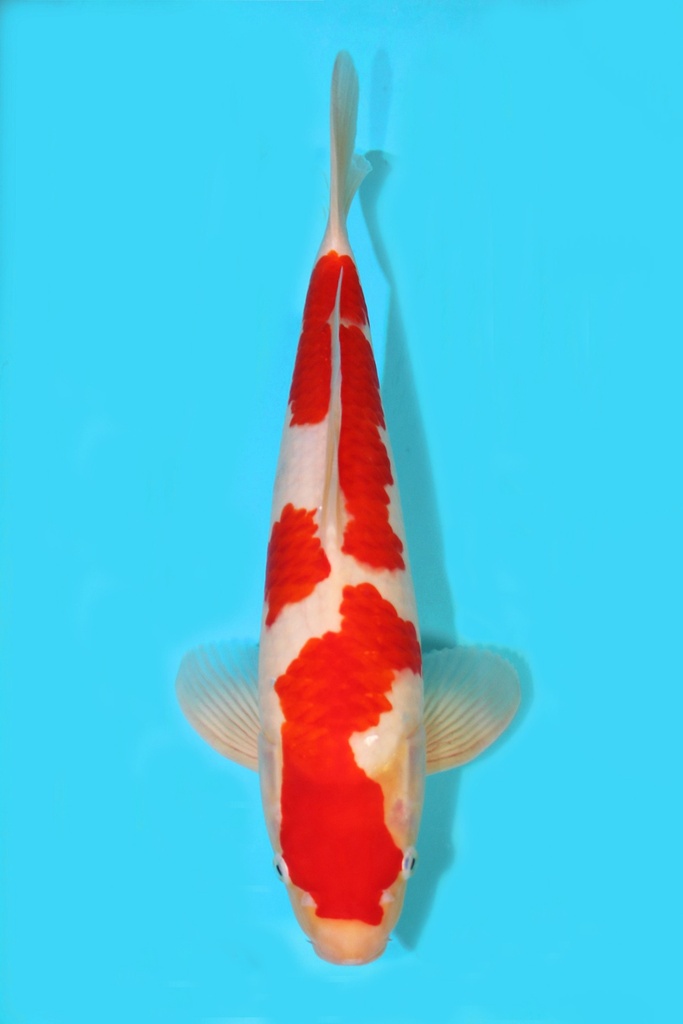 阪井产 红白 三才 69cm 雌性 340040