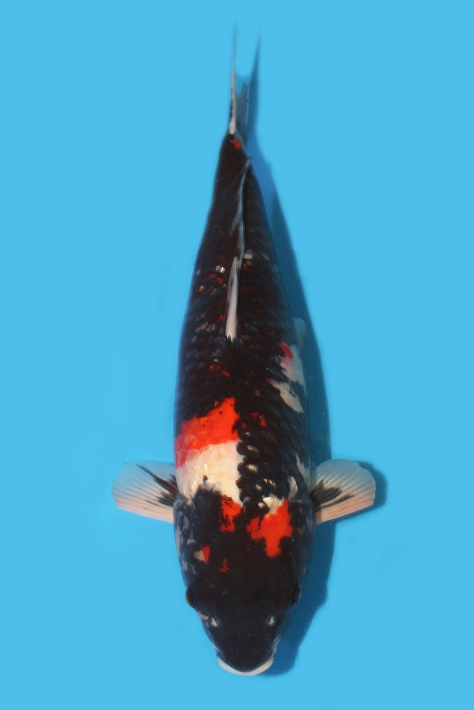 大日产 昭和 三才 57cm 雌性 340074