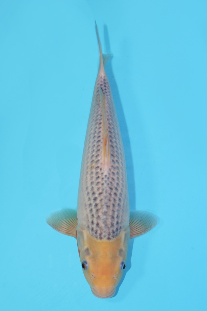 尾形产 浅黄 大当才 38cm 雌性 340054