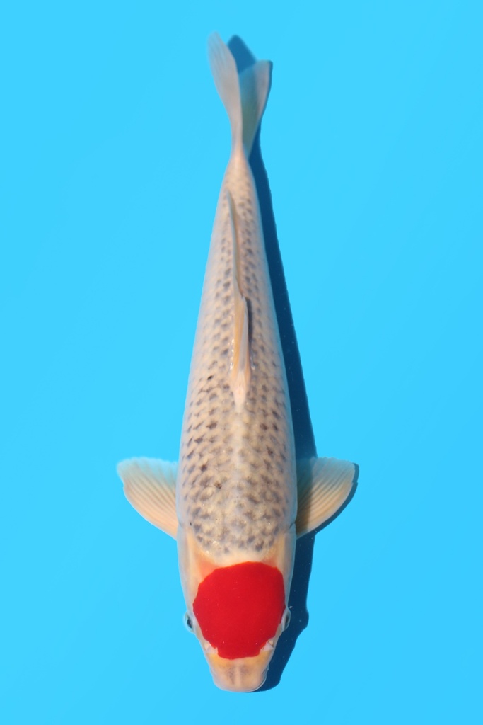 菅野产 丹顶五色 二才 36cm 雄性 340056