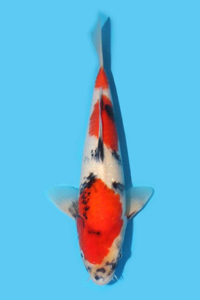 大日产 昭和 当才 31cm 公母不明 340065