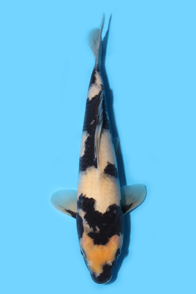 尾形产 白写 当才 30cm 雌性 340065