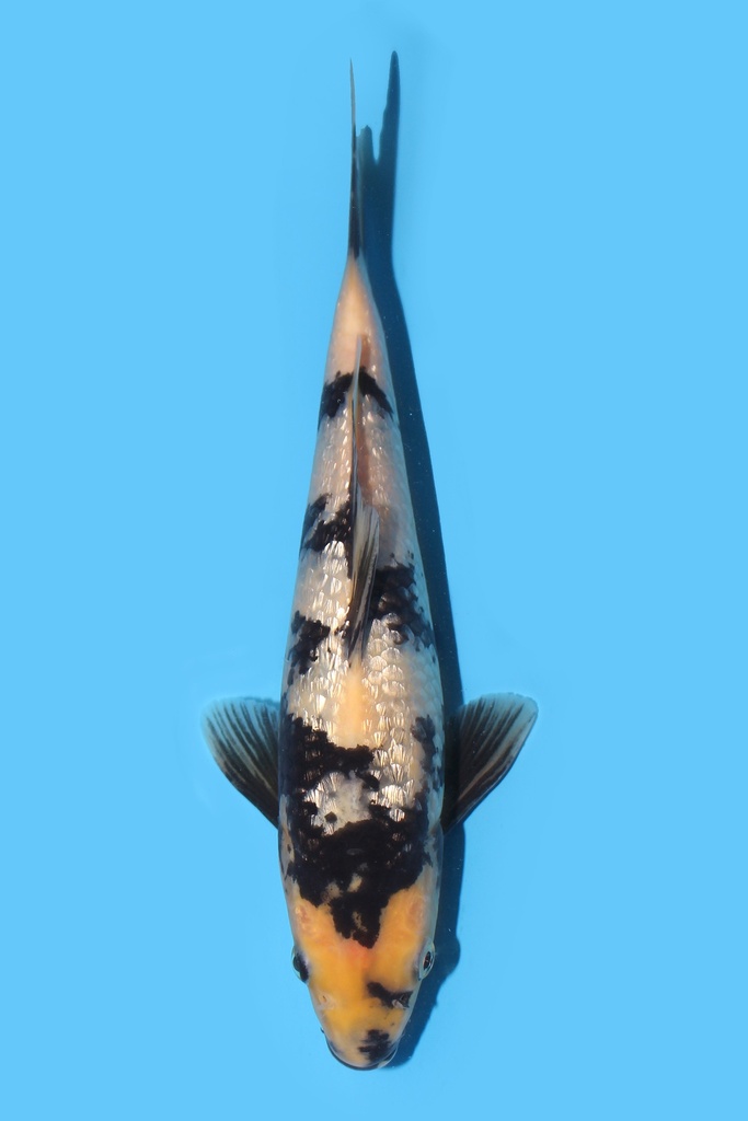 面迫产 银鳞白写 当才 25cm 公母不明 340071