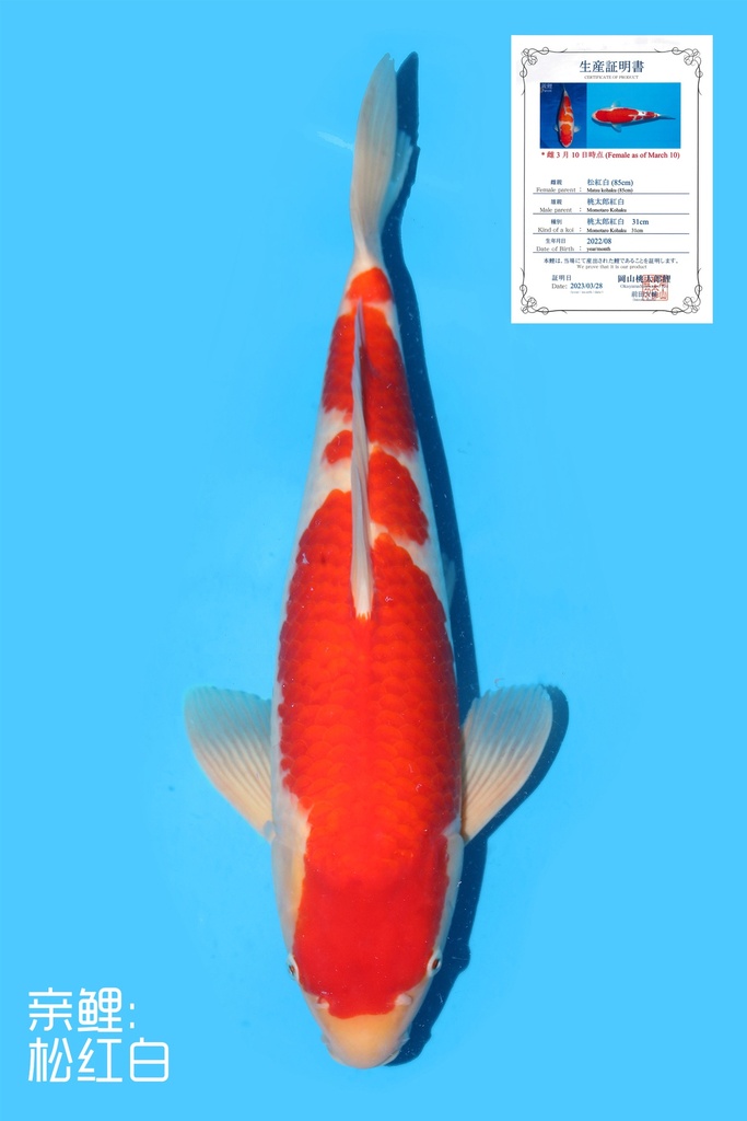 桃太郎产 红白 二才 50cm 雌性 340075