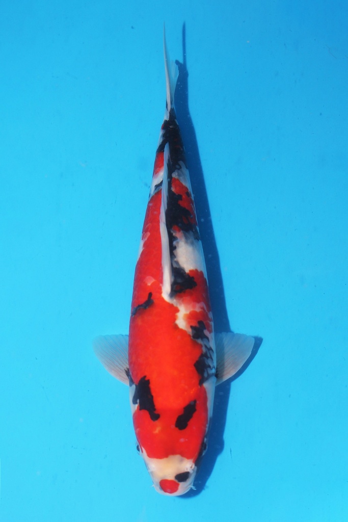 伊佐产 昭和 二才 35cm 雄性 340081