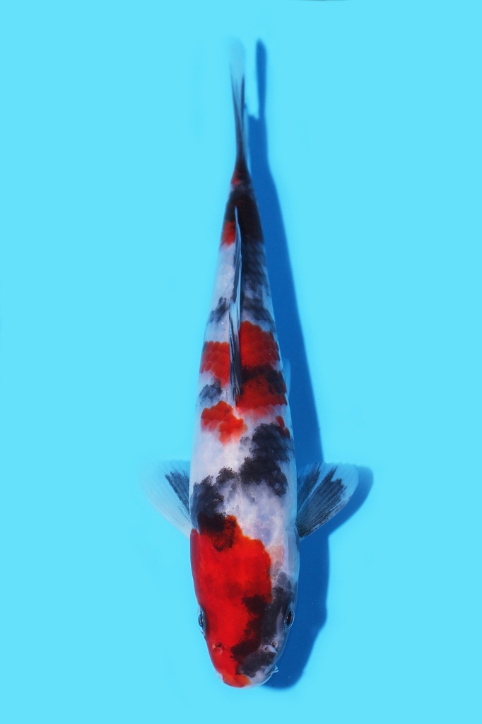 清十郎产 昭和 当才 19cm 公母不明 340091