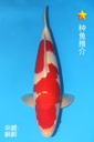 阪井产 红白 三才 雄性 51cm 345054