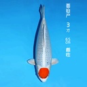 面迫产 丹顶孔雀 三才 65cm 雌性（现存日本）