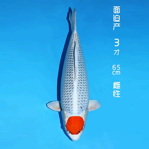 面迫产 丹顶孔雀 三才 65cm 雌性（现存日本）