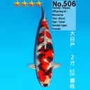 大日产 昭和 二才 65cm 雌性（现存日本）