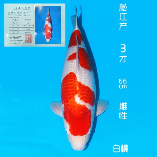 松江产 红白 三才 66cm 雌性（现存日本）