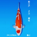 松江产 红白 二才 56cm 雌性（鱼在日本）
